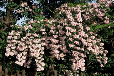 Kolkwitzia amabilis 'Pink Cloud' C6,5 50-60