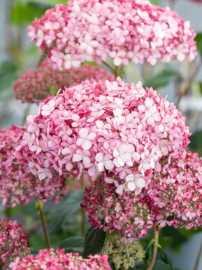 Hydrangea 'Pink Annabelle' struik 50-60 cm