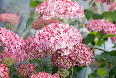 Hydrangea 'Pink Annabelle' struik 50-60 cm