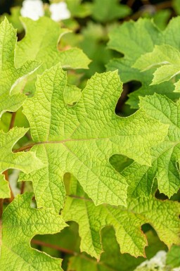 Hydrangea quercifolia 'Ruby Slippers' struik 30-40 cm