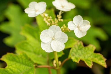 Hydrangea quercifolia 'Ruby Slippers' struik 40-60 cm