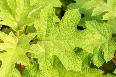 Hydrangea quercifolia 'Ruby Slippers' struik 40-60 cm