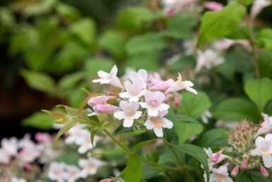 Kolkwitzia amabilis struik 30-40 cm