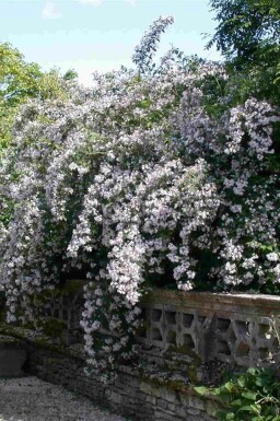 Kolkwitzia amabilis struik 30-40 cm