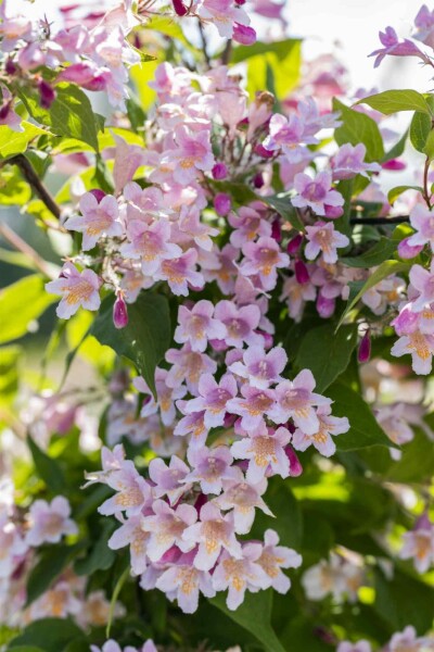 Kolkwitzia amabilis struik 80-100 cm