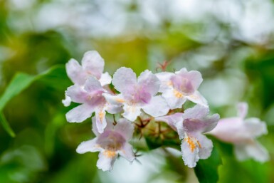 Kolkwitzia amabilis struik 80-100 cm