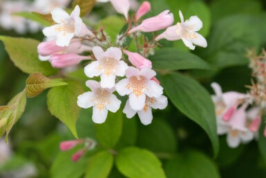 Kolkwitzia amabilis struik 100-125 cm