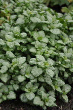 Dovenetel Lamium maculatum 'White Nancy' Pot Lamium maculatum 'White Nancy'