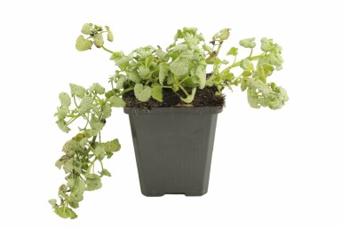 Dovenetel Lamium maculatum 'White Nancy' Pot Lamium maculatum 'White Nancy'