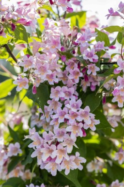 Geen afbeelding beschikbaar