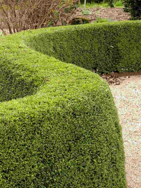 Lonicera nitida 'Elegant' struik 40-50 cm