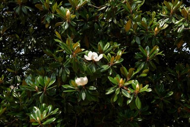 Magnolia grandiflora struik 40-60 cm