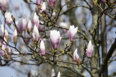 Magnolia 'Heaven Scent' struik 125-150 cm