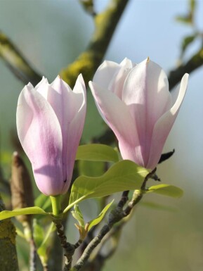 Magnolia 'Heaven Scent' struik 125-150 cm