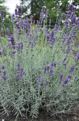 Lavendel Lavandula angustifolia 'Hidcote' Pot Lavandula angustifolia 'Hidcote'