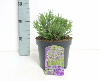 Lavendel Lavandula angustifolia 'Hidcote' Pot Lavandula angustifolia 'Hidcote'