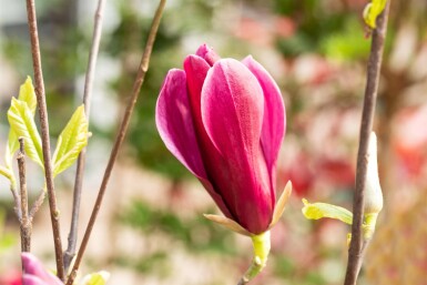 Magnolia liliiflora 'Nigra' struik 80-100 cm