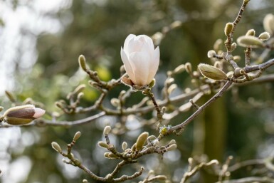 Magnolia loebneri 'Merrill' struik 80-100 cm