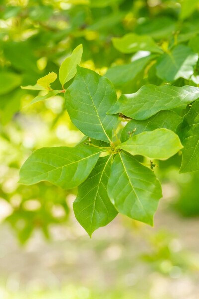 Nyssa sylvatica struik 40-60 cm