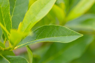 Nyssa sylvatica struik 80-100 cm