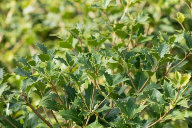 Osmanthus heterophyllus struik 60-80 cm