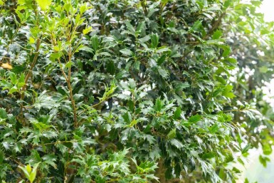 Osmanthus heterophyllus struik 60-80 cm