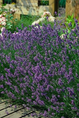 Lavendel Lavandula angustifolia 'Munstead' Pot Lavandula angustifolia 'Munstead'