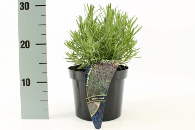 Lavendel Lavandula angustifolia 'Munstead' Pot Lavandula angustifolia 'Munstead'