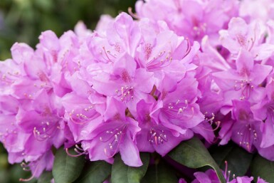 Rhododendron catawbiense 'Boursault' struik 40-50 cm