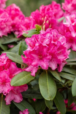 Rhododendron 'Germania' struik 50-60 cm