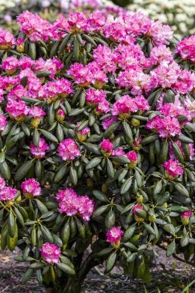 Rhododendron 'Germania' struik 60-70 cm