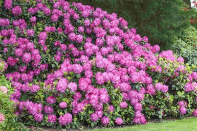 Rhododendron 'Germania' struik 60-70 cm