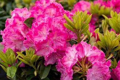 Rhododendron 'Germania' struik 60-70 cm