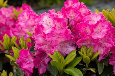 Rhododendron 'Germania' struik 60-70 cm