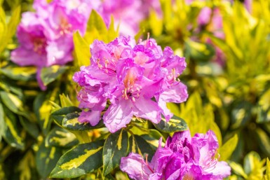 Rhododendron 'Goldflimmer' struik 30-40 cm