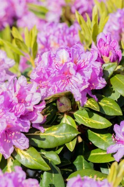 Rhododendron 'Goldflimmer' struik 30-40 cm