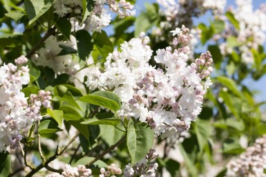Syringa vulgaris 'Beauty of Moscow' struik 60-80 cm