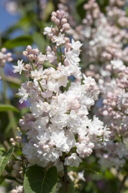 Syringa vulgaris 'Beauty of Moscow' struik 50-60 cm