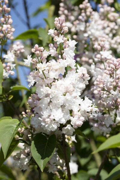 Syringa vulgaris 'Beauty of Moscow' struik 80-100 cm