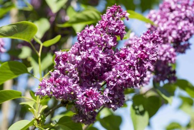Syringa vulgaris 'Charles Joly' struik 100-125 cm