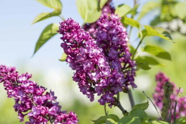 Syringa vulgaris 'Charles Joly' struik 100-125 cm