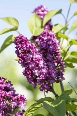 Syringa vulgaris 'Charles Joly' struik 100-125 cm