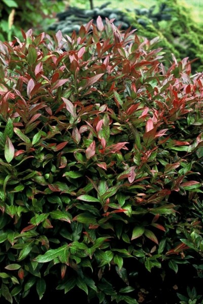Leucothoe 'Zeblid' C2 25-30