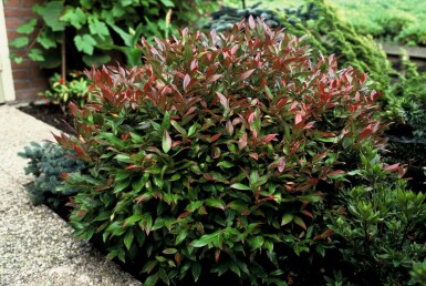 Leucothoe Leucothoe 'Zeblid' Pot Leucothoe 'Zeblid' struik