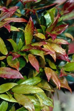 Leucothoe 'Zeblid' C2 25-30