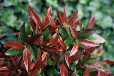Leucothoe 'Zeblid' C2 25-30