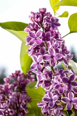 Syringa vulgaris 'Sensation' struik 80-100 cm