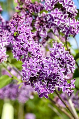 Sering Syringa vulgaris 'Sensation' struik 100-125 C20 Syringa vulgaris 'Sensation' struik 100-125 cm