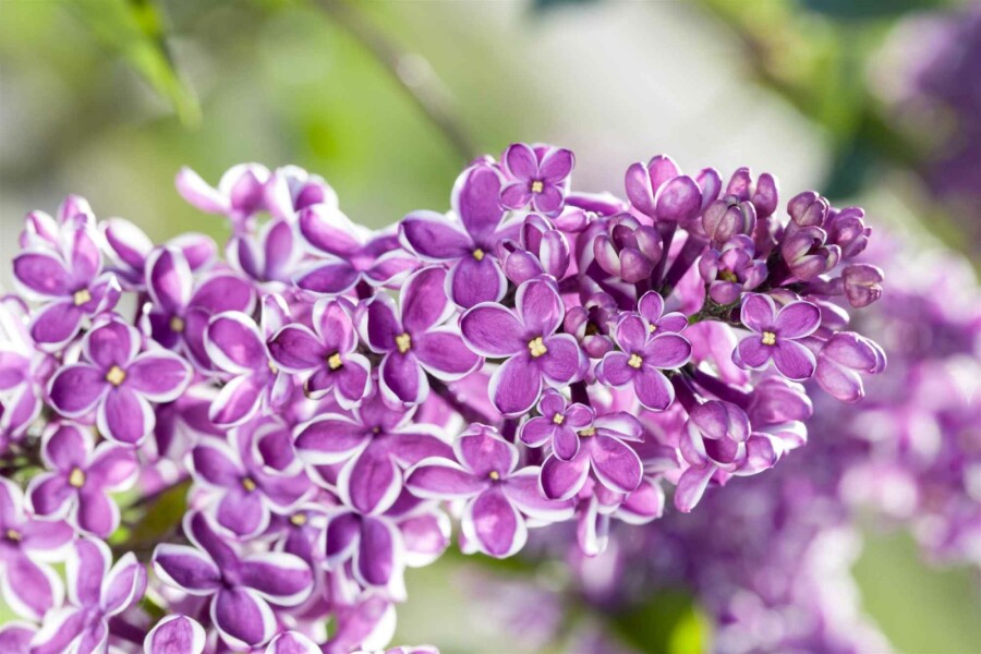 Sering Syringa vulgaris 'Sensation' struik 100-125 C20 Syringa vulgaris 'Sensation' struik 100-125 cm
