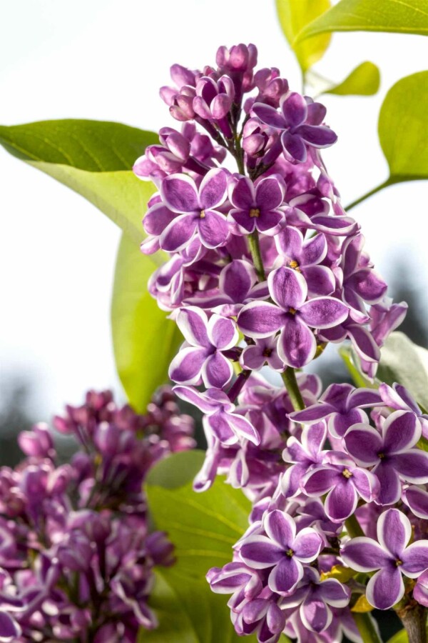 Sering Syringa vulgaris 'Sensation' struik 100-125 C20 Syringa vulgaris 'Sensation' struik 100-125 cm